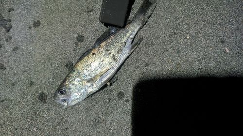 イシモチの釣果