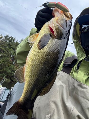 つがる市野池群