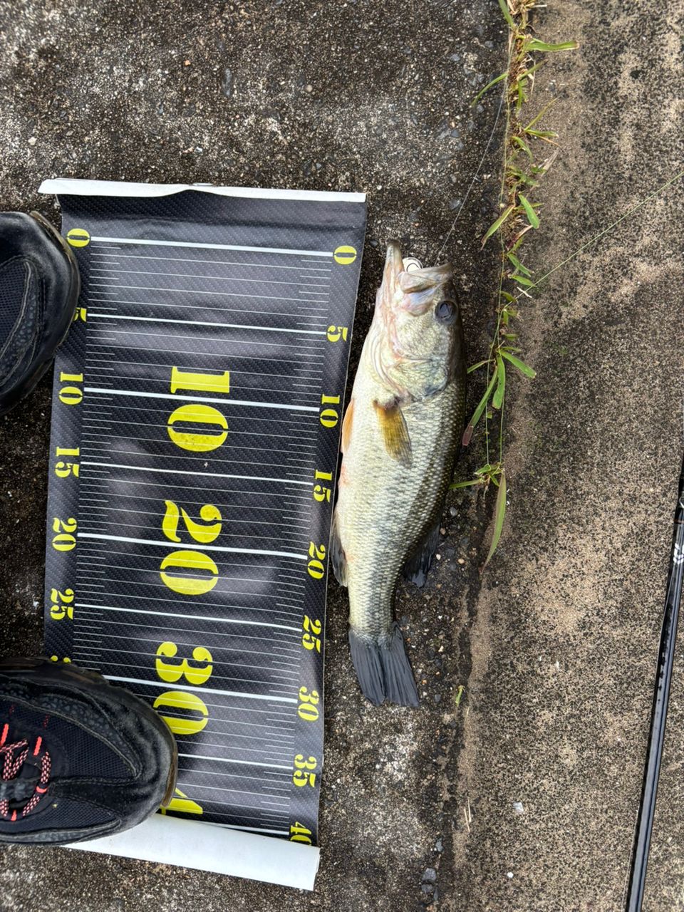 DAIWA 20リベリオン（センターカット2ピース スピニングモデル