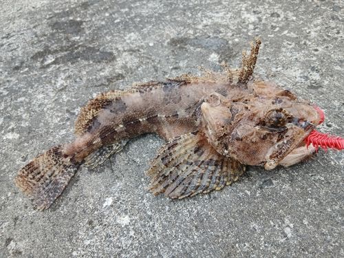 ケムシカジカの釣果