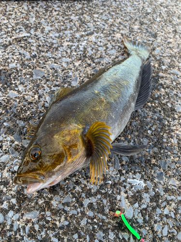 アブラコの釣果