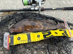 アイナメの釣果