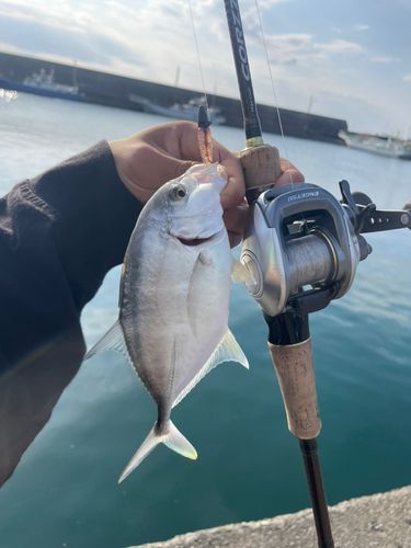 オニヒラアジの釣果