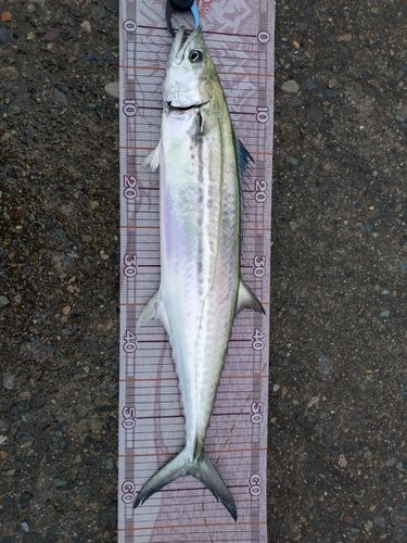 大野お台場公園前