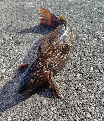 アイナメの釣果