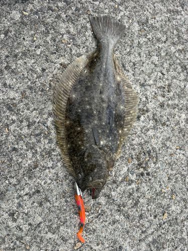 ヒラメの釣果