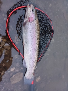 ニジマスの釣果