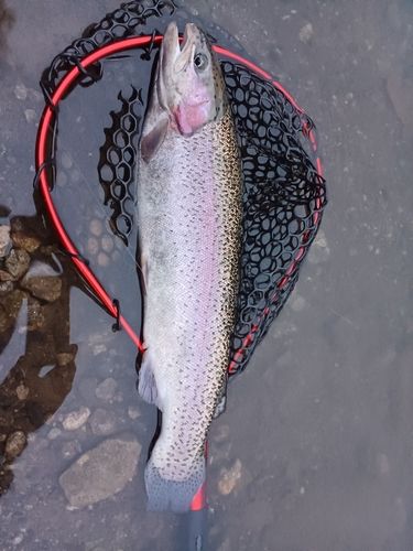 ニジマスの釣果