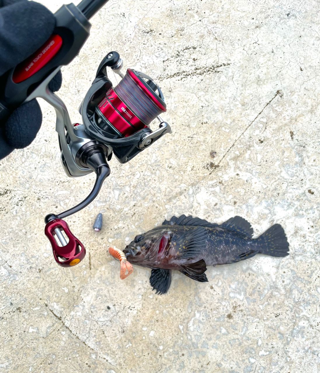 オウゴンムラソイ