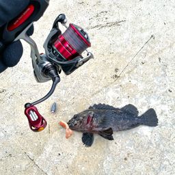 オウゴンムラソイ