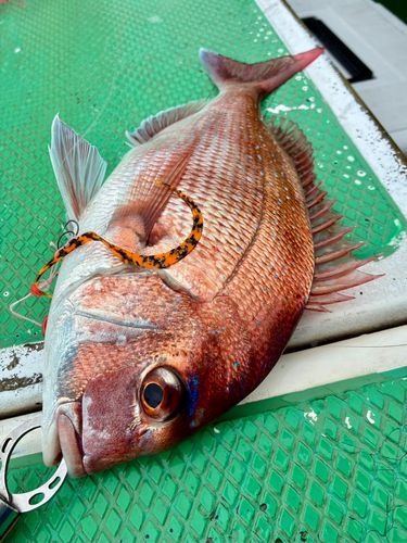 マダイの釣果