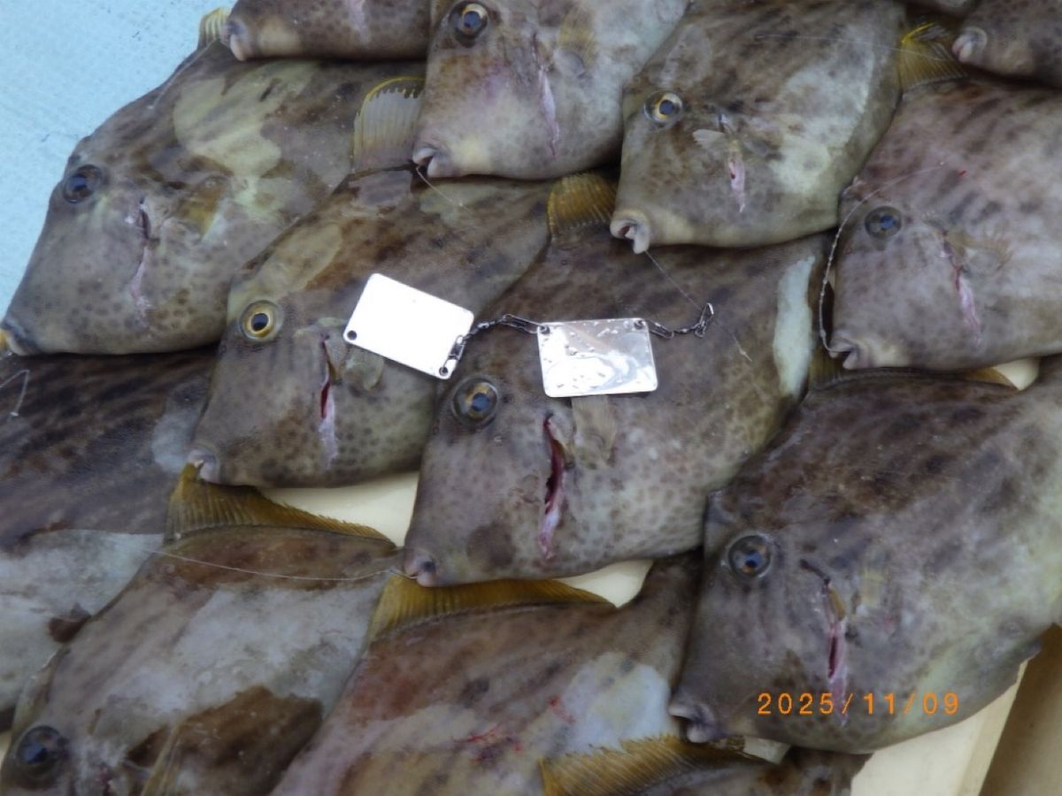 石川釣船@船長さんの釣果 2枚目の画像