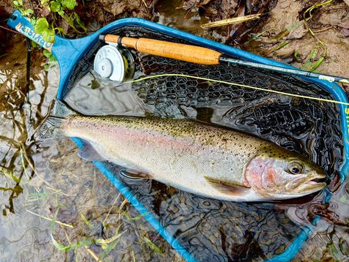 ニジマスの釣果