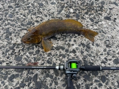 アイナメの釣果