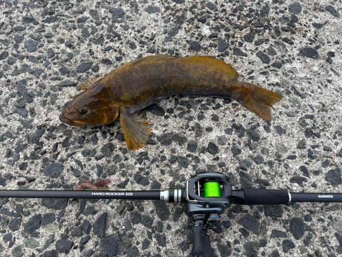 アイナメの釣果