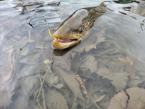 ブラウントラウトの釣果