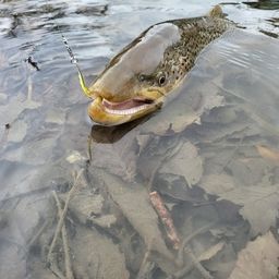 ブラウントラウト