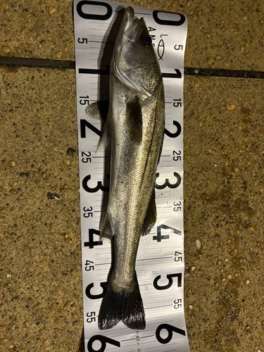 シーバスの釣果