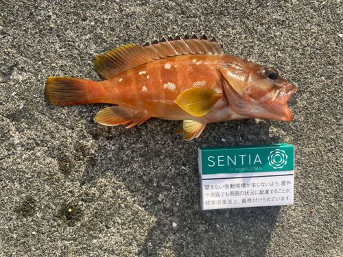 アカハタの釣果