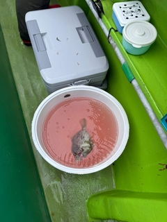 カワハギの釣果