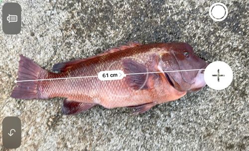 カンダイの釣果