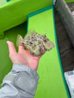 カワハギの釣果