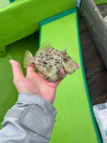 カワハギの釣果