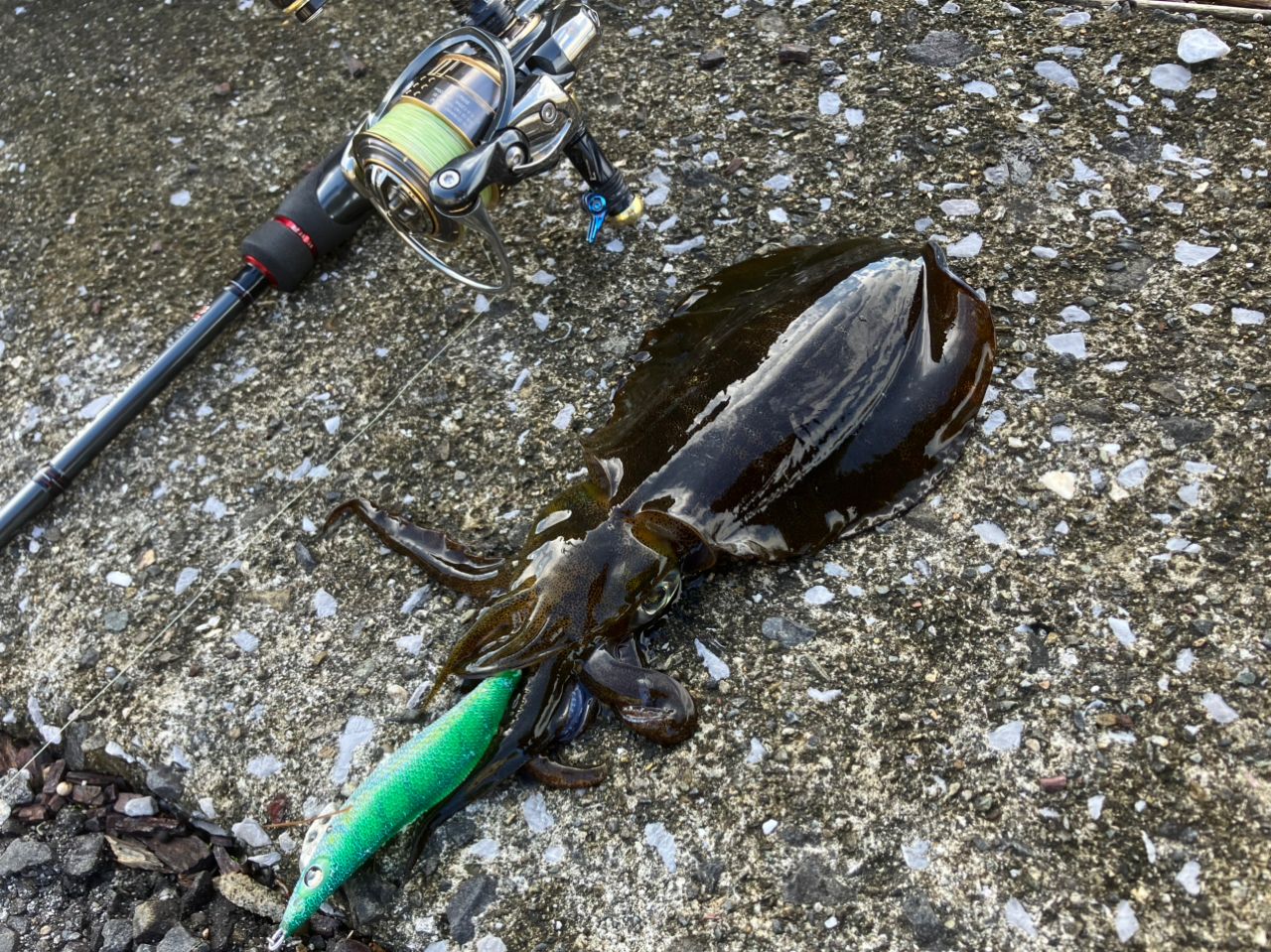 DAIWA エメラルダス STOIST RT 79MLMの最安値・インプレ・釣果 | 本音