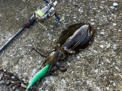 イカの釣果