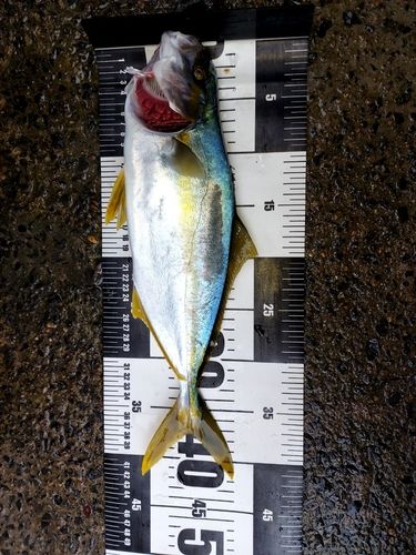 ヒラマサの釣果