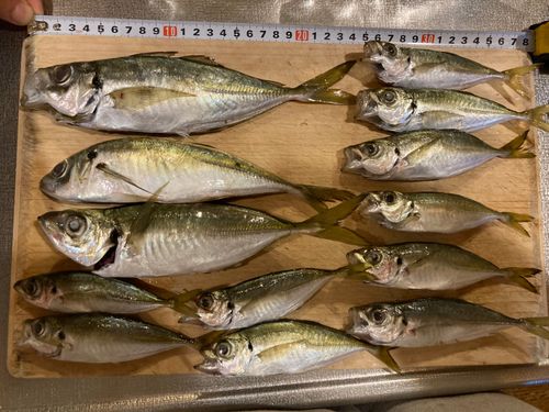 アジの釣果