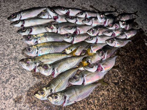 アジの釣果