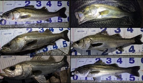 シーバスの釣果