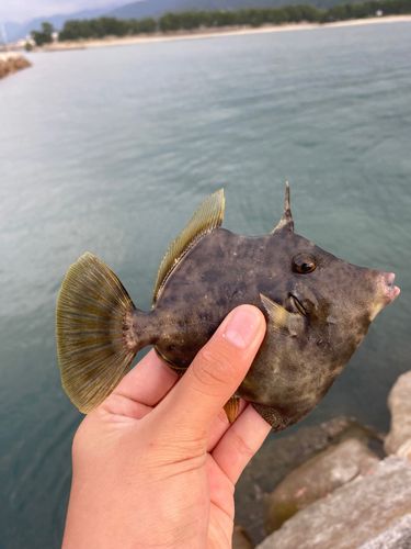 カワハギの釣果