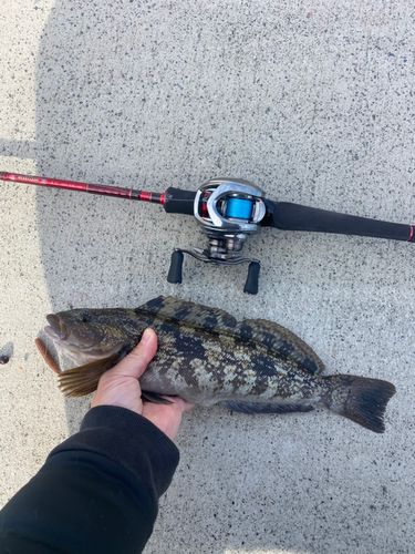 アイナメの釣果