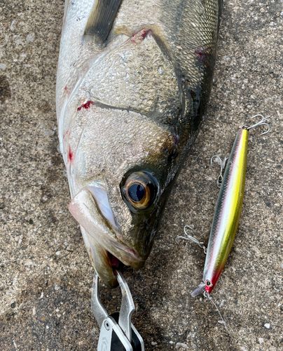 東京湾（アクアライン以北）