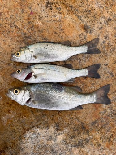 セイゴ（マルスズキ）の釣果