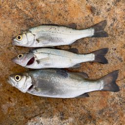 セイゴ（マルスズキ）