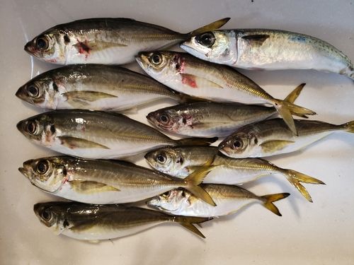 アジの釣果