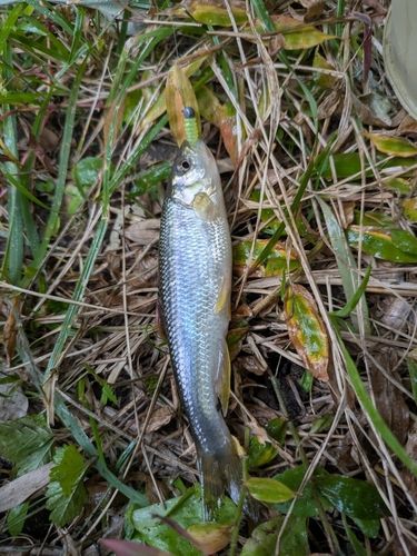 カワムツの釣果
