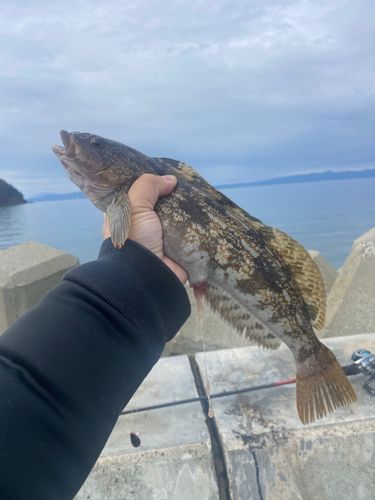 アイナメの釣果