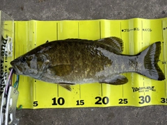 スモールマウスバスの釣果