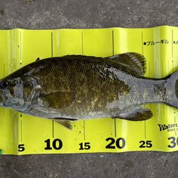 スモールマウスバス