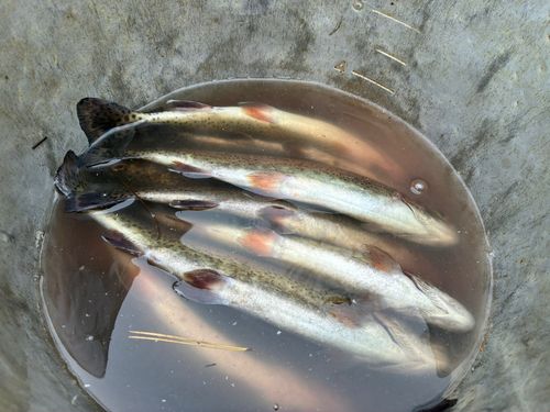 ニジマスの釣果