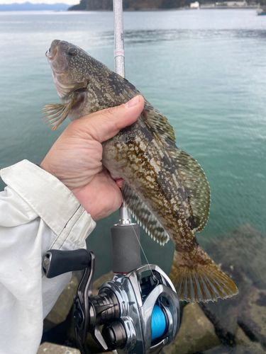 アイナメの釣果