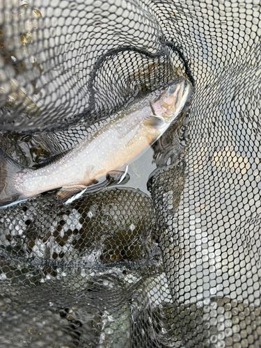ブルックトラウトの釣果