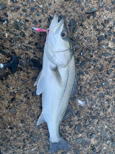 セイゴ（マルスズキ）の釣果