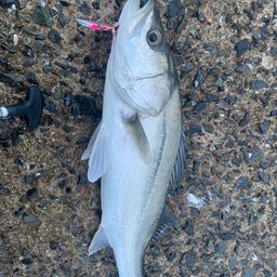 セイゴ（マルスズキ）