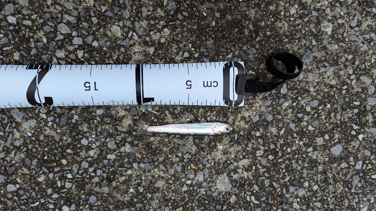 カタクチイワシ