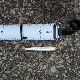 カタクチイワシ